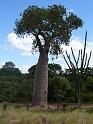 413 Baobab tree